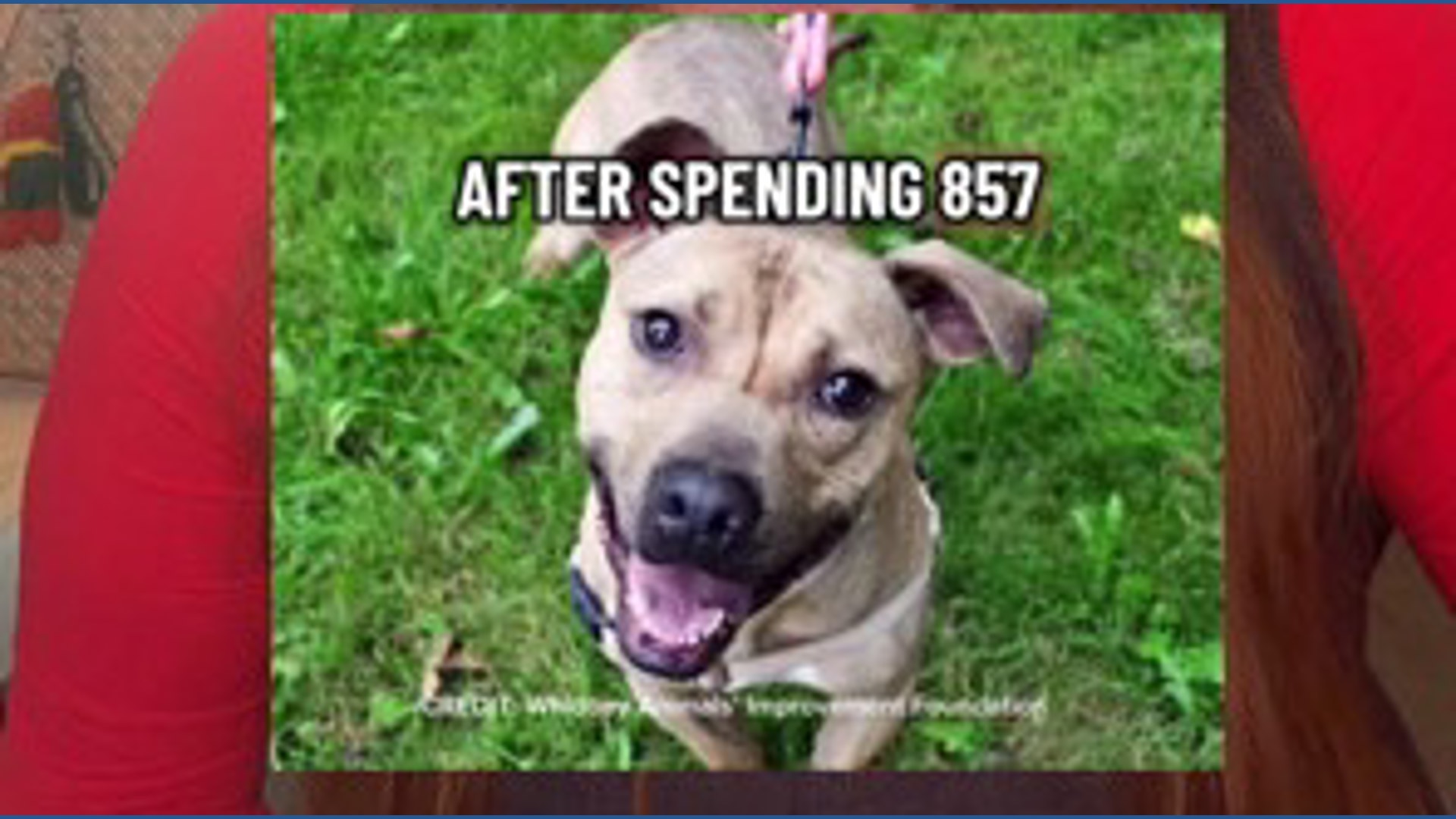 Arrest Warrant Filed in Pittie Project PNW Case | king5.com