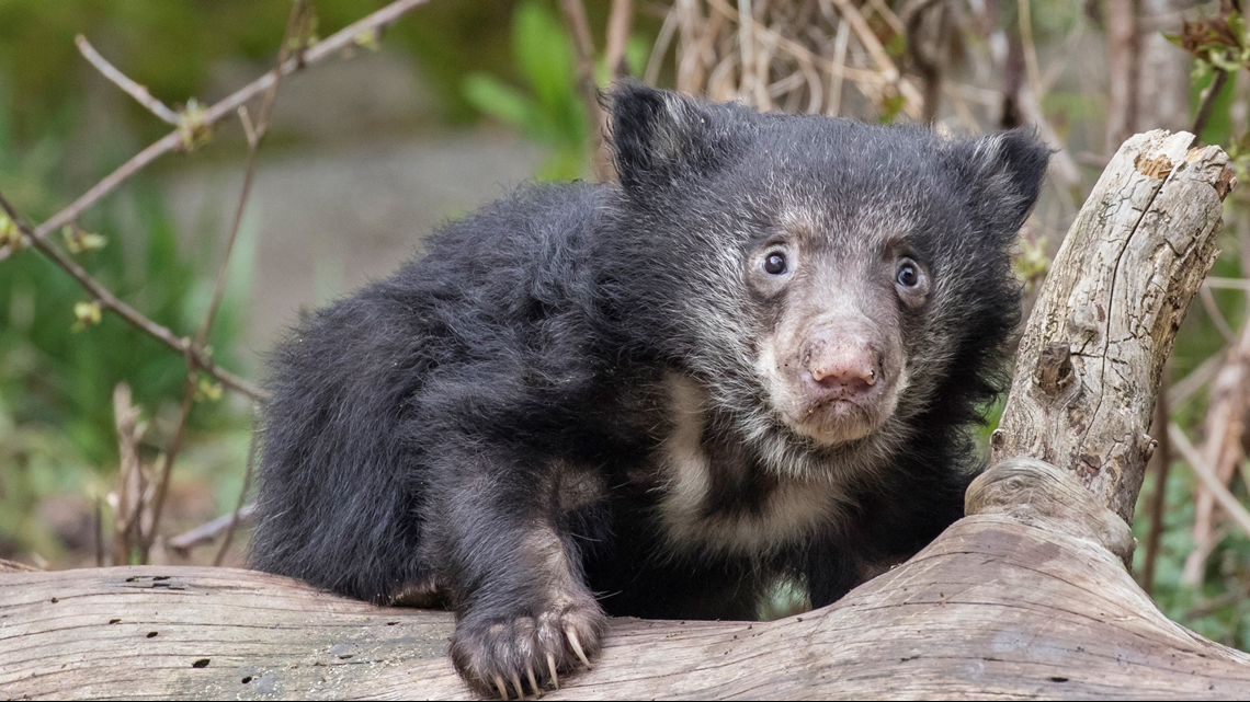 Sloth Bear Cubs