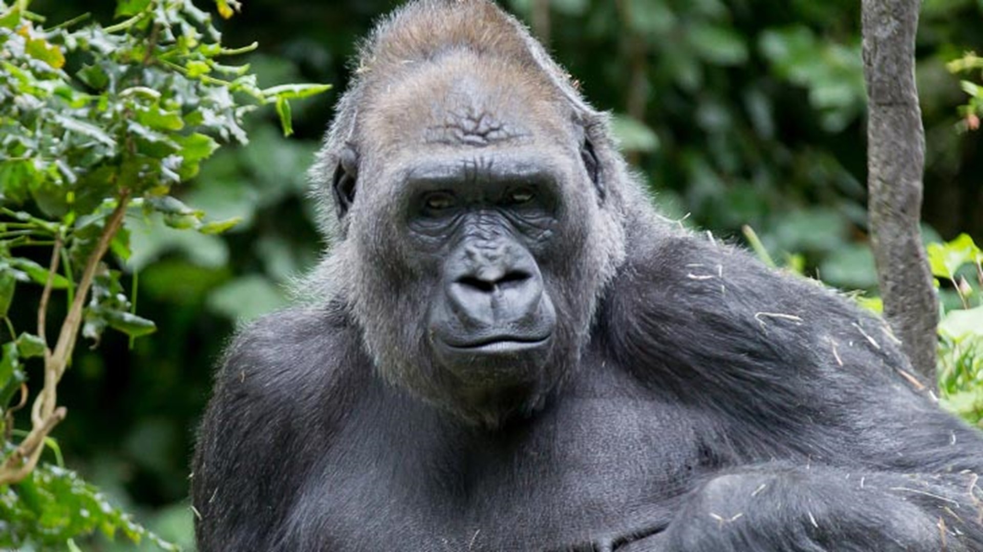 Woodland Park Zoo's beloved gorilla Leo died of a ruptured aorta ...