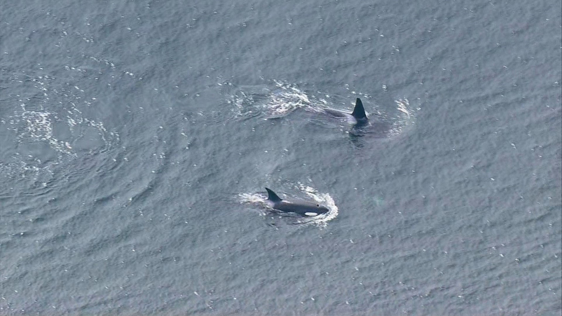VIDEO Orcas spotted between Seattle and Bainbridge
