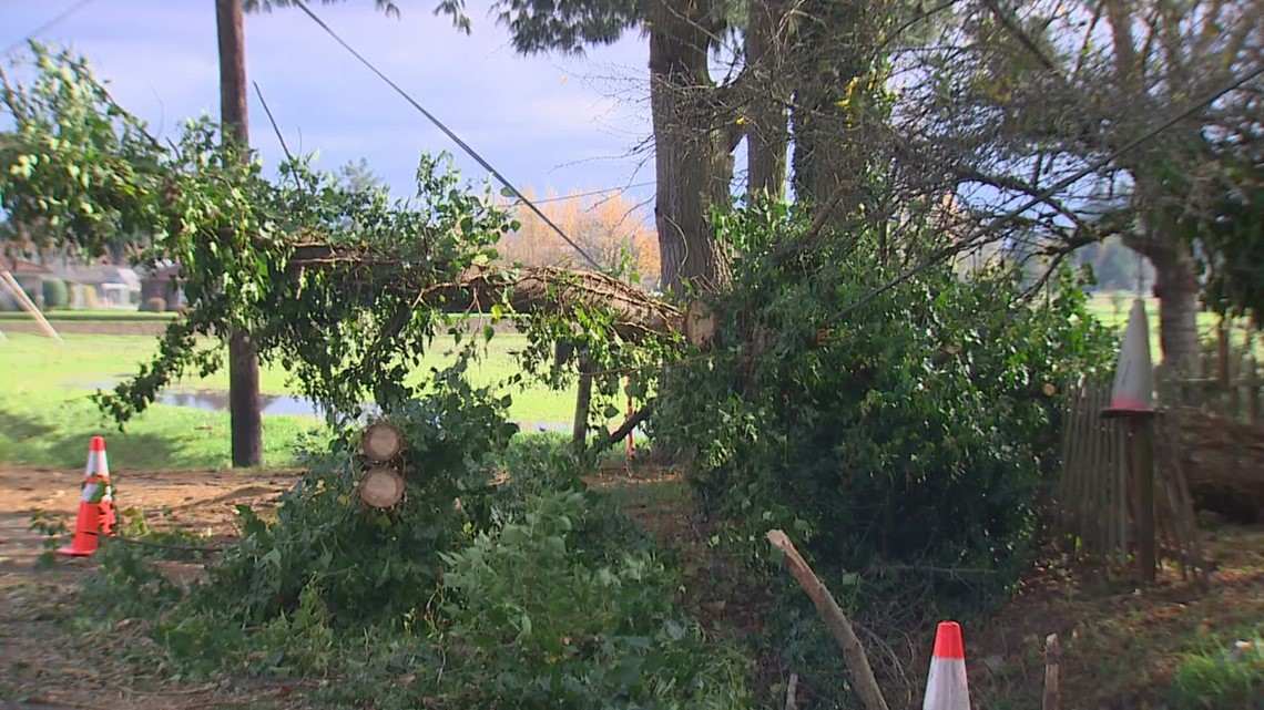 Winds knock down trees and power in the South Sound | king5.com