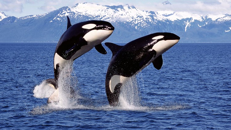 Decrease in salmon threatens Southern Resident killer whales, study finds