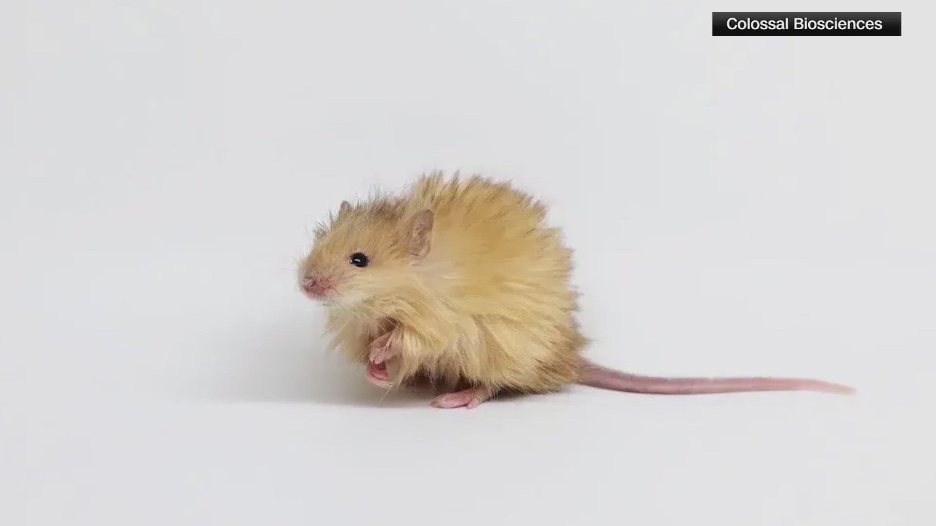 Colossal Biosciences unveiled a genetically modified "wooly mouse" which shares several traits with the long extinct wooly mammoth 