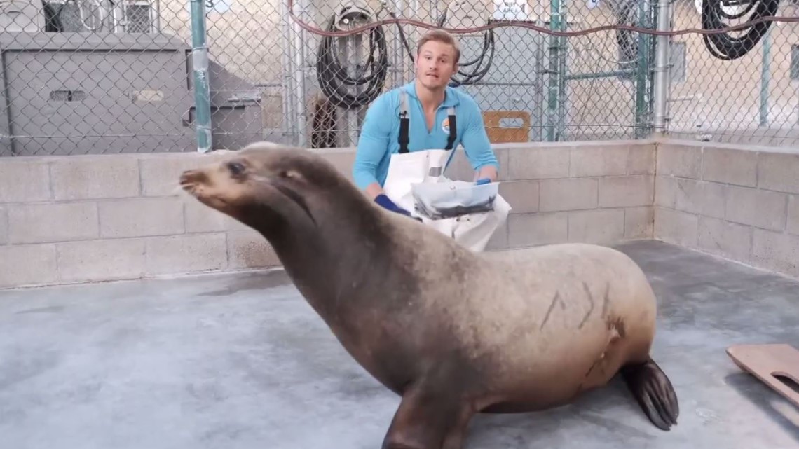 SF Zoo's blind sea lions look on the bright side