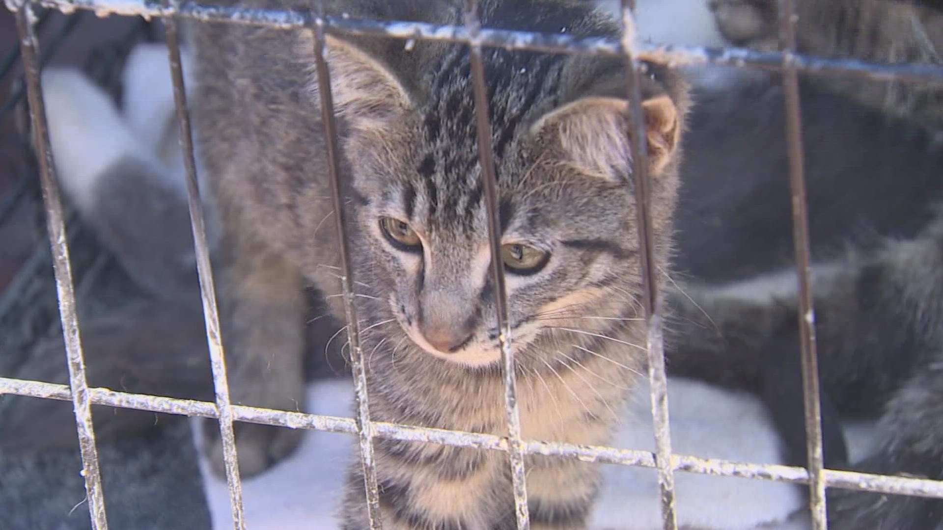 Pierce County seeing animal shelters reach capacity 
