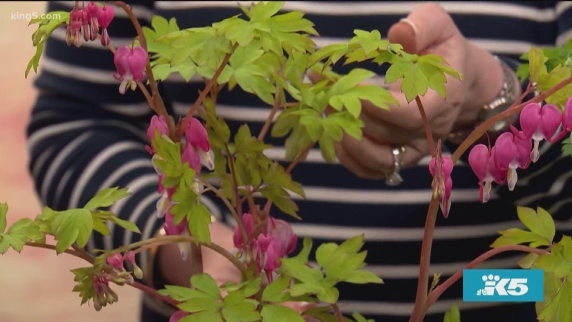 The Gardening Guru himself gives us need-to-know info on one of the most popular spring blooms.