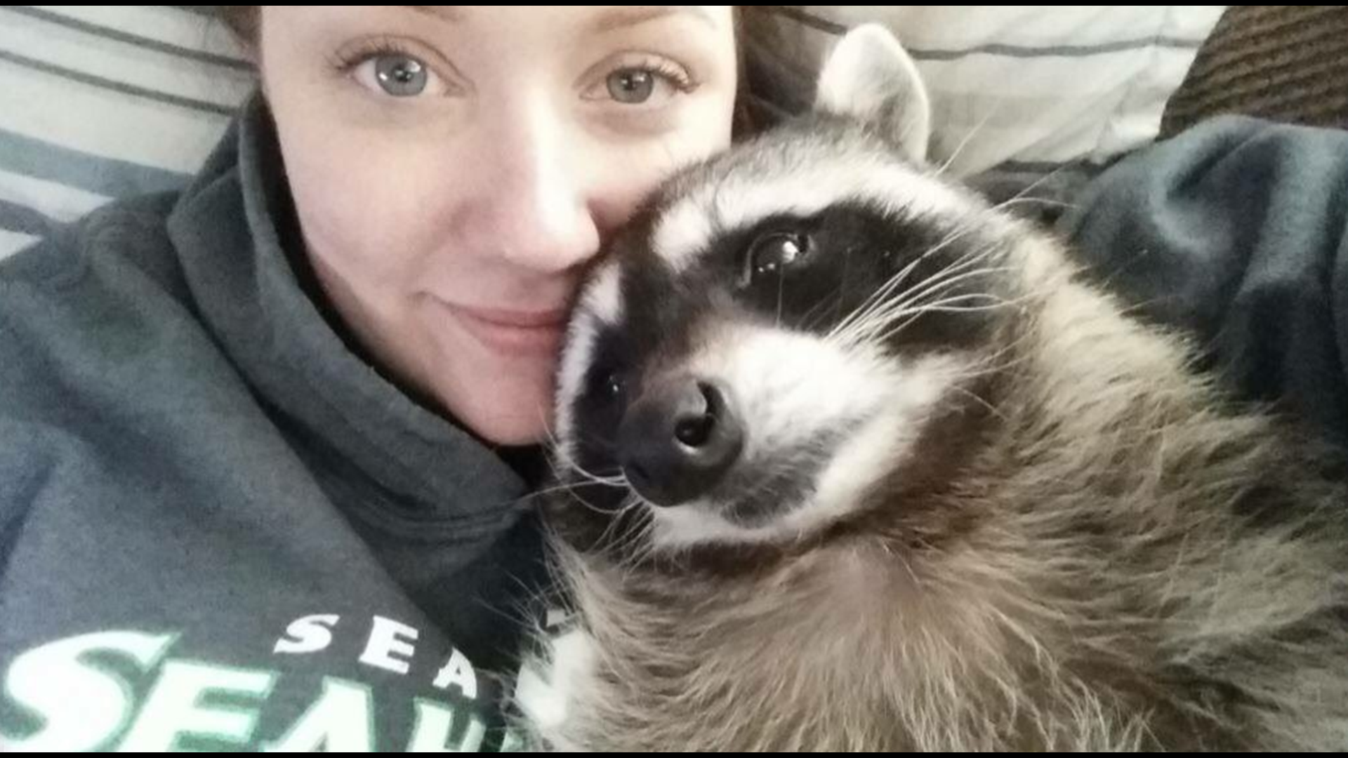 Mae the pet raccoon cannot return to Seattle family, judge rules ...