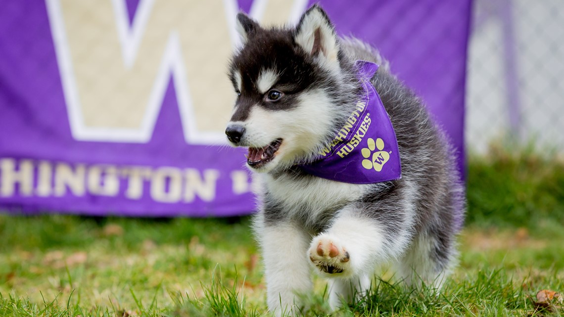 UW seeks mascot handlers for 'Dubs' | king5.com