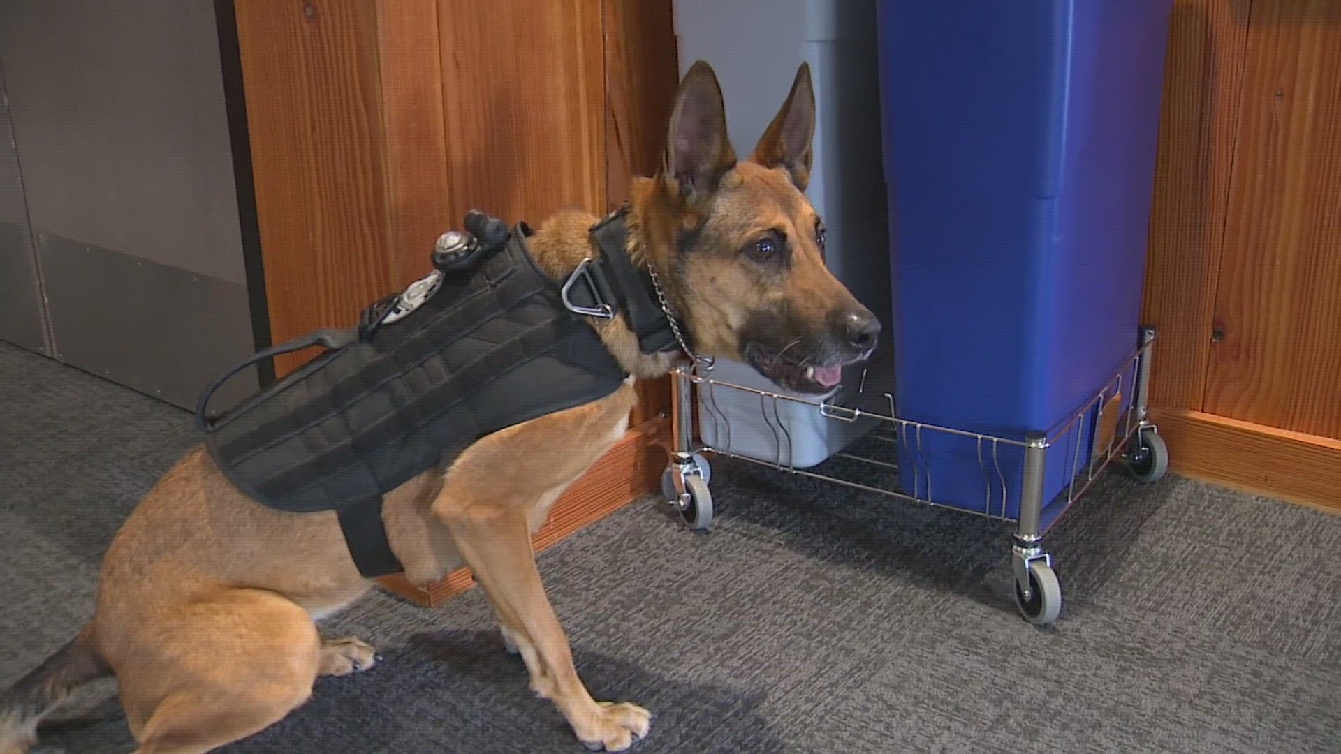 Canine officers only currently need to know how to detect cocaine, heroin and meth.