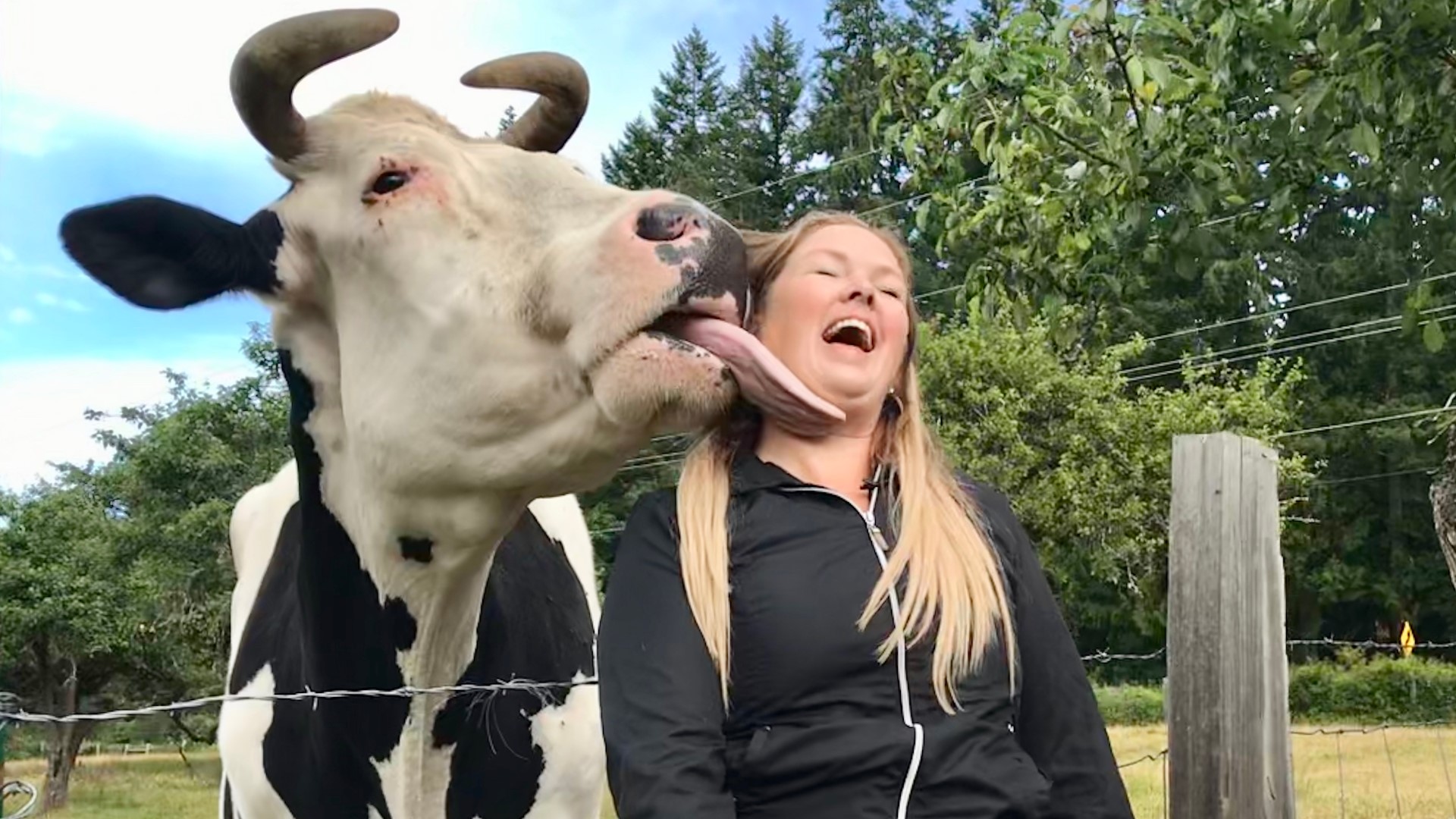 The world's biggest steer finds home in the Pacific Northwest | king5.com