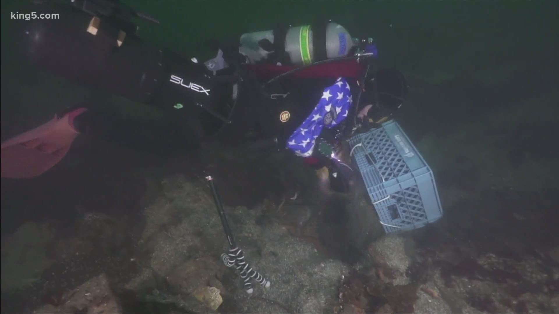 The Honey Bear sank in Seacrest Cove in West Seattle decades ago, and has been an established destination for local divers and marine life.