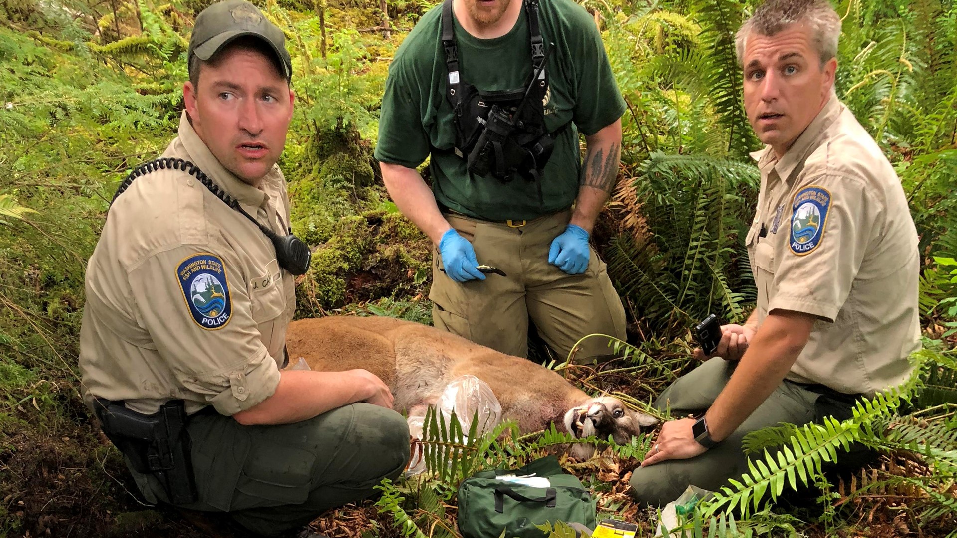 cougar-attack-kills-one-2nd-man-in-satisfactory-condition-king5