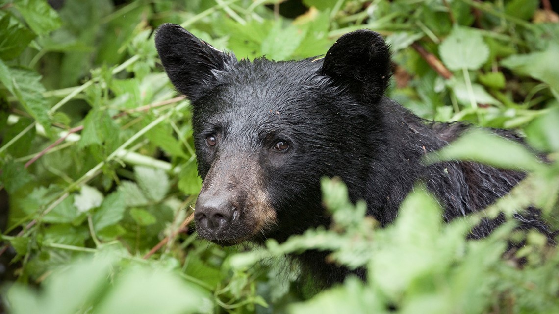 what to do if you come across a wild animal - Runic Pets