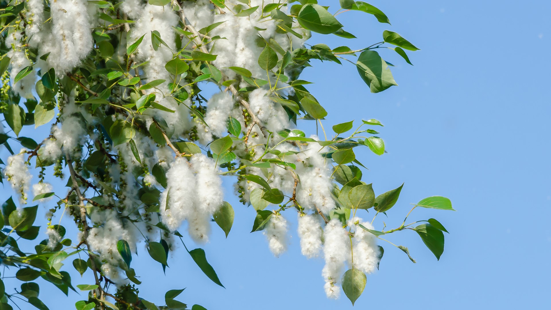 Is cottonwood fluff causing your allergies?