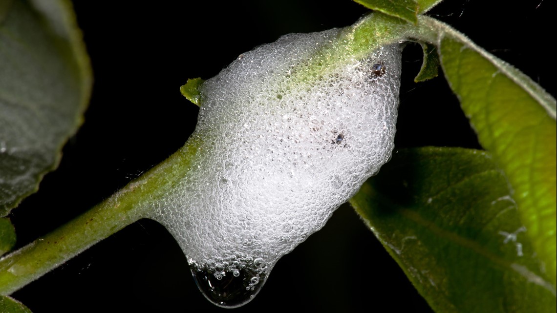 Spittlebug leaves generally harmless white foam on plants