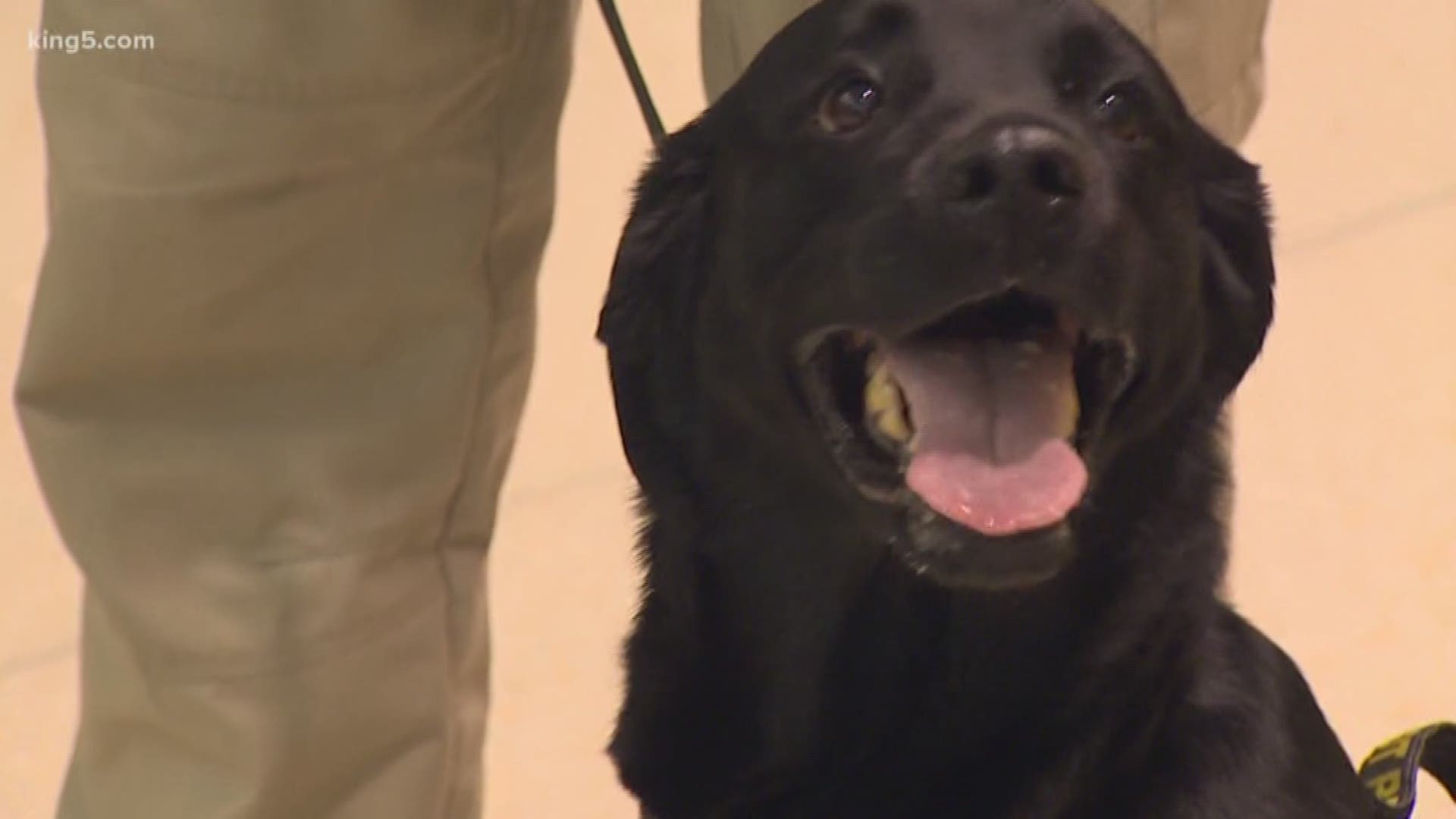 Bela, an explosive detection canine, has worked at Sea-Tac Airport since 2014.