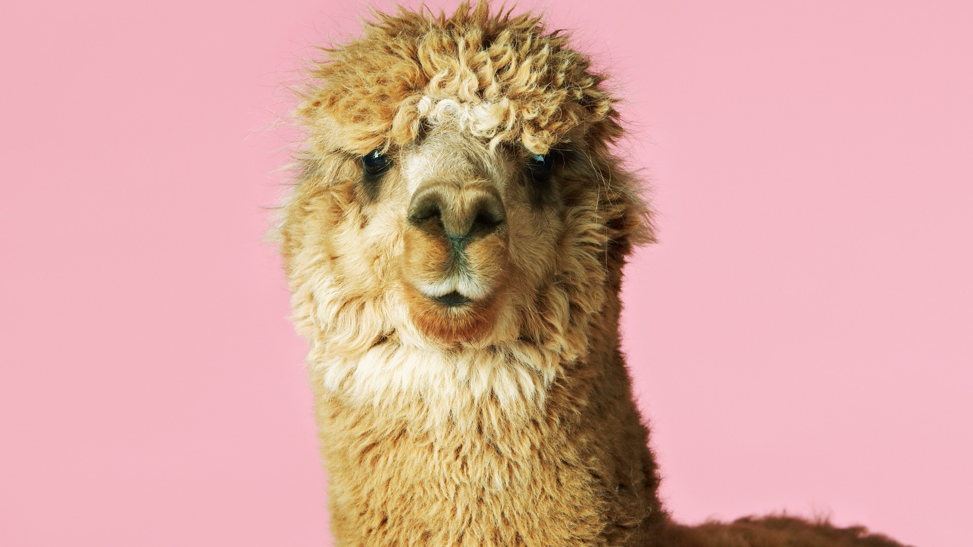 Llamas are the new unicorns, Klinger, the Gatsby Airbnb 