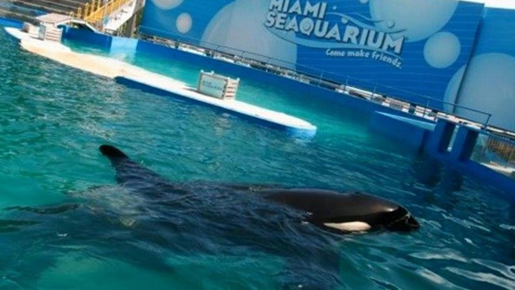Miami Seaquarium ending shows with aging Puget Sound orca Lolita