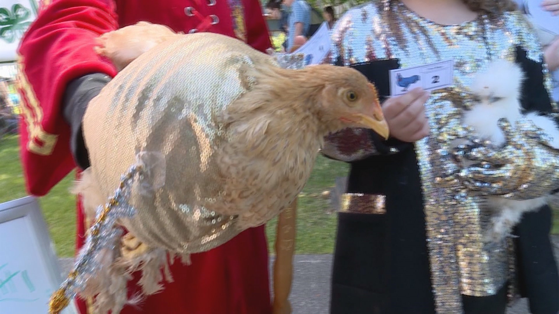 Sparkles and feathers galore at the Bainbridge Farmers' Market Poultry ...