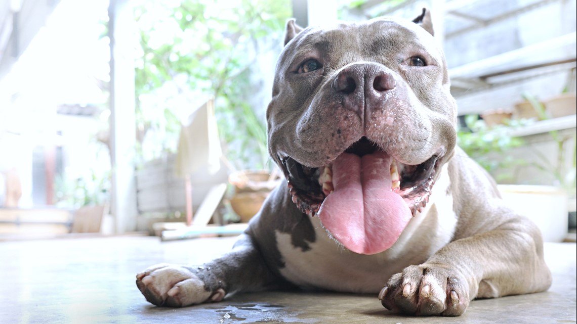 How pet owners can avoid breedbased dog bans starting Jan. 1