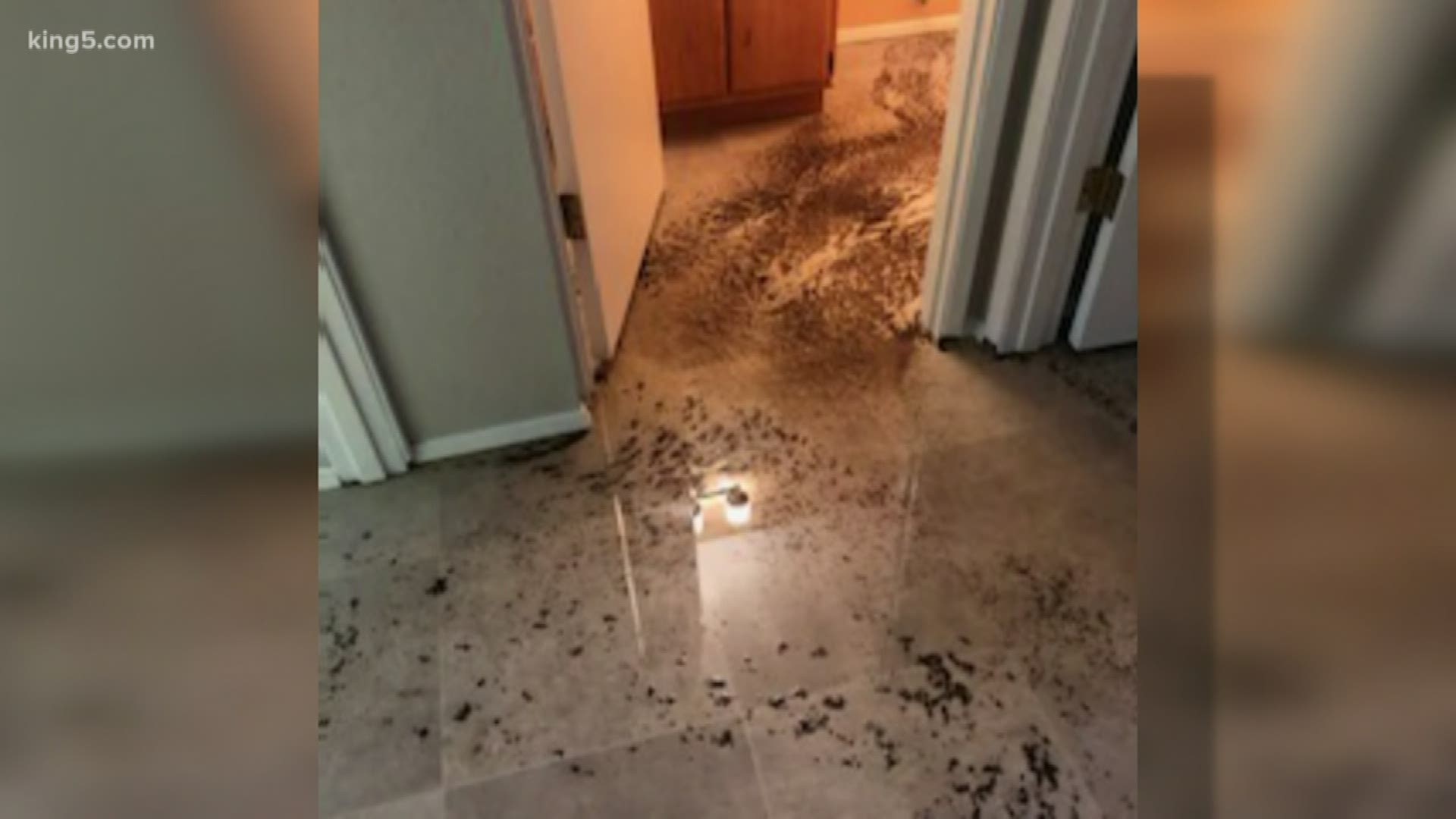 A Federal Way family has been living in a home flooded with raw sewage for a week and their landlord told KING 5 he does not want to hire a professional plumber.