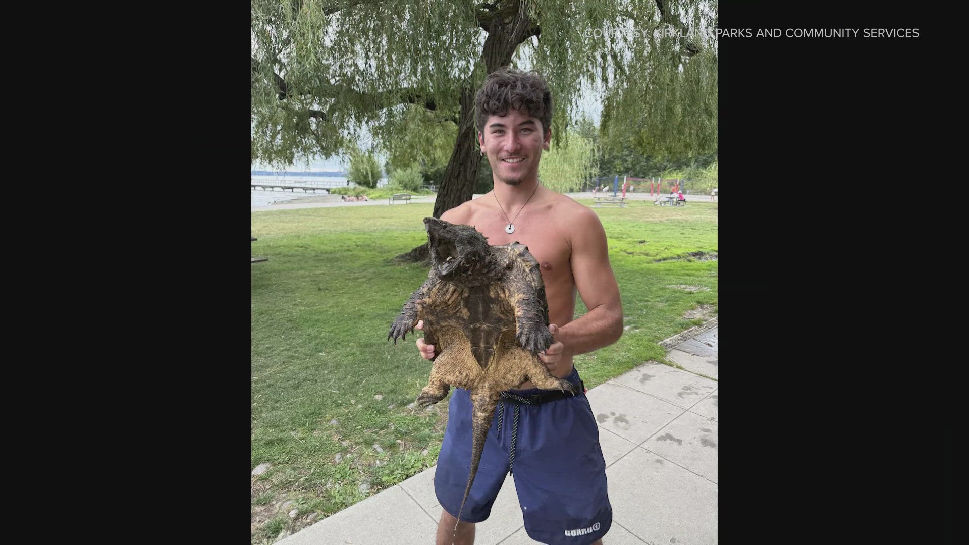 An invasive alligator snapping turtle was found at Juanita Beach Park and removed by the lifeguard supervisor.