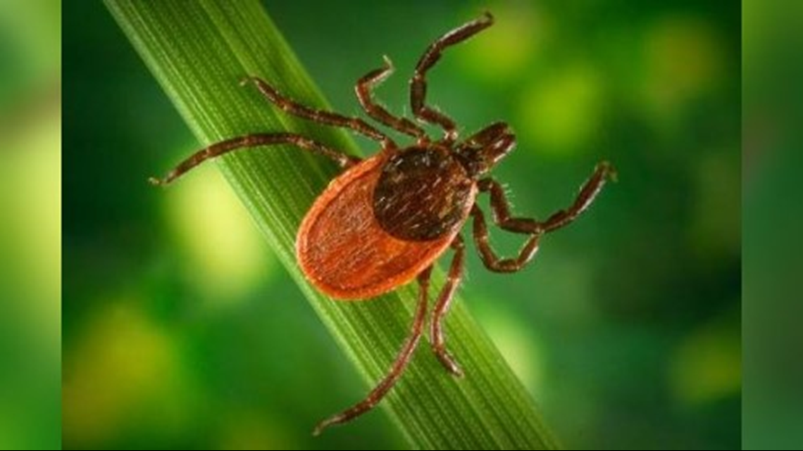 Ticks more prevalent in Washington this year, state says