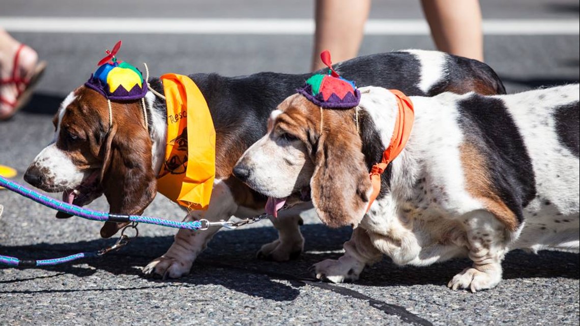 Pups compete for best waddle and howl at Celebrate Woodinville Festival