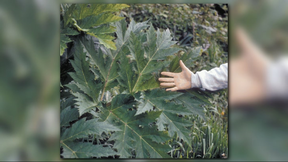 public-asked-to-help-combat-invasive-species-in-washington-state