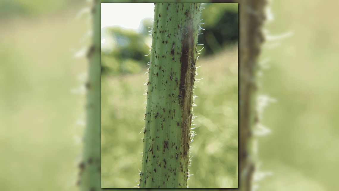 Washington State Noxious Weed Control Board