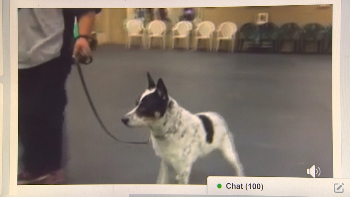 academy of canine behavior reviews