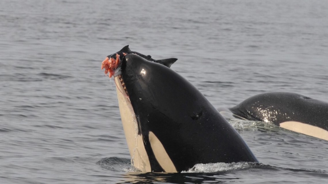 How You Can Help The Southern Resident Killer Whales | King5.com