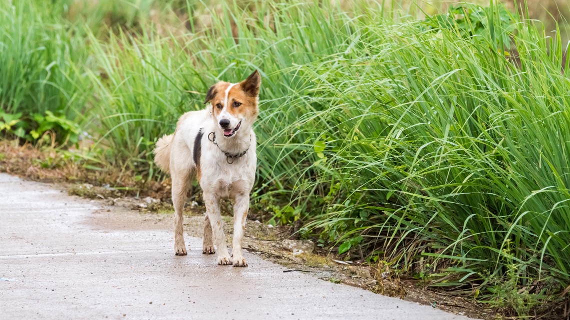 Backyard plants safe for dogs