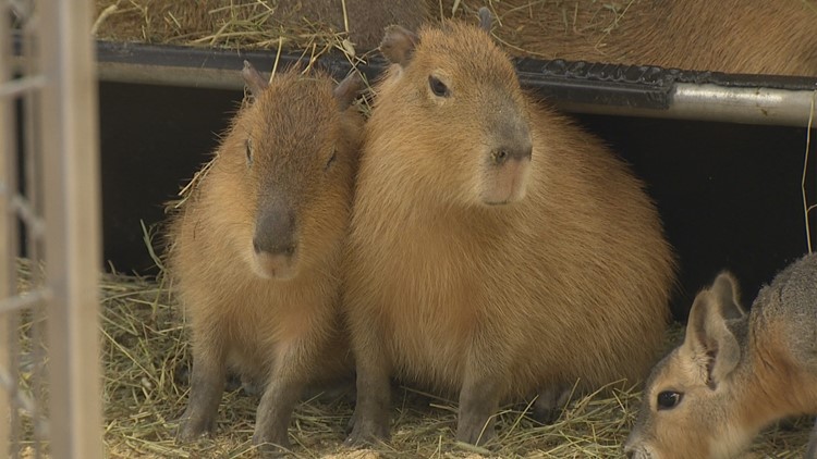 Up close and personal with otters, capybaras, and sloths at this Tacoma  Petting Zoo