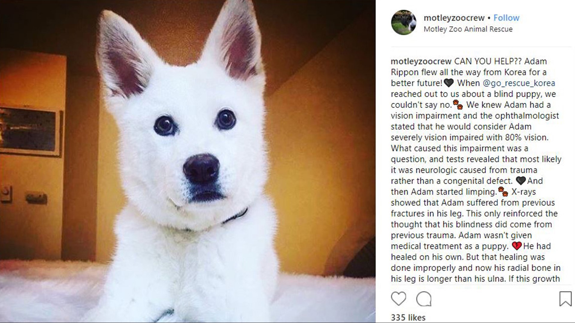Olympian Adam Rippon trying to get Redmond dog named ‘Adam Rippon ...