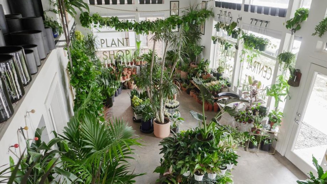 The Plant Shop Seattle is an indoorplant paradise