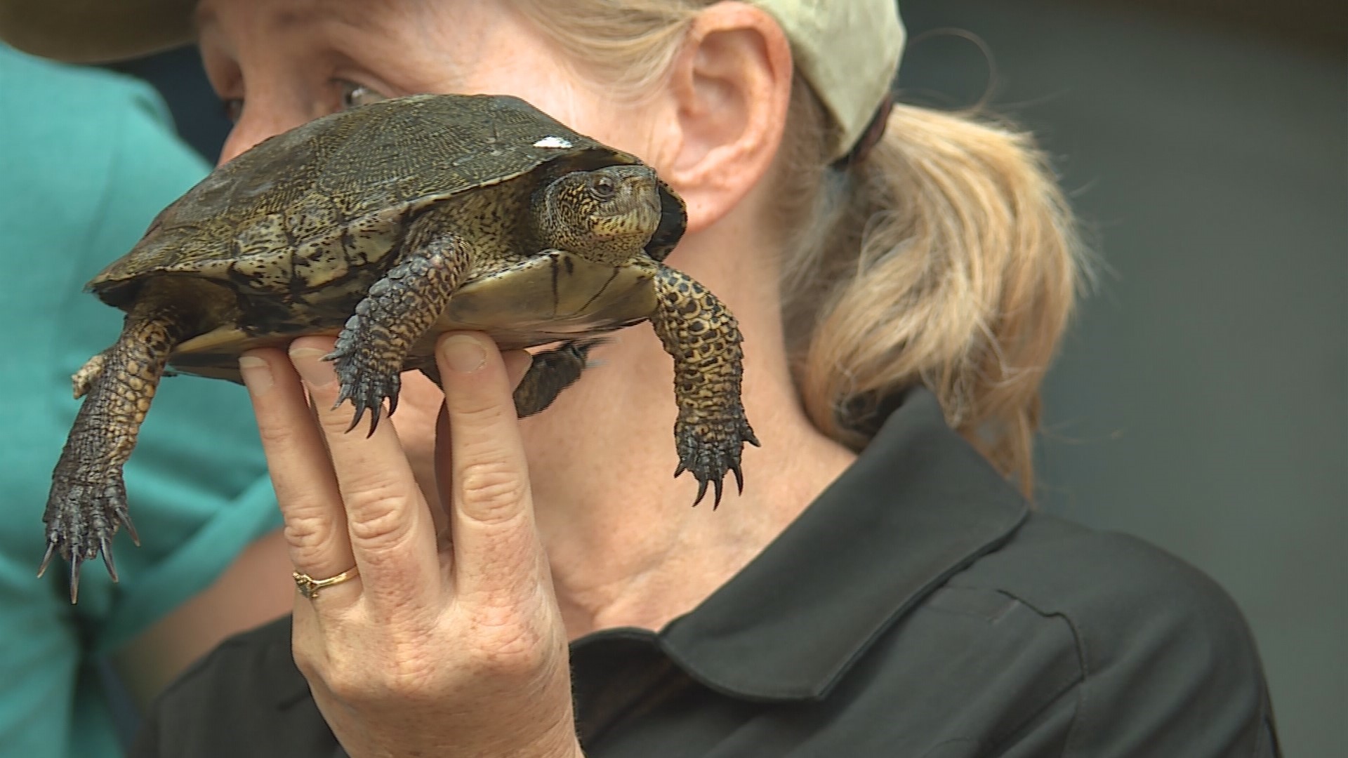 Endangered turtles released into wild in Pierce County | king5.com