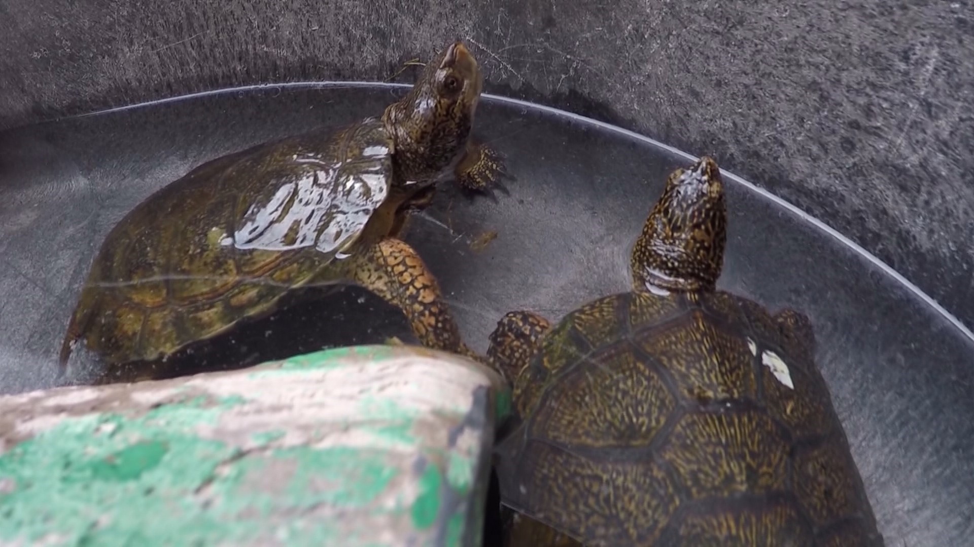 Endangered turtles released into wild in Pierce County | king5.com