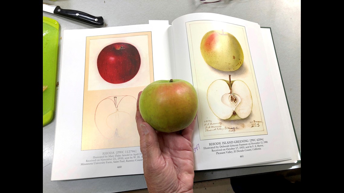 The curious early history of apples – DW – 05/31/2019