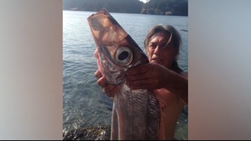 Rare 'King-of-the-Salmon' Fish Washes Up In Deception Pass | King5.com