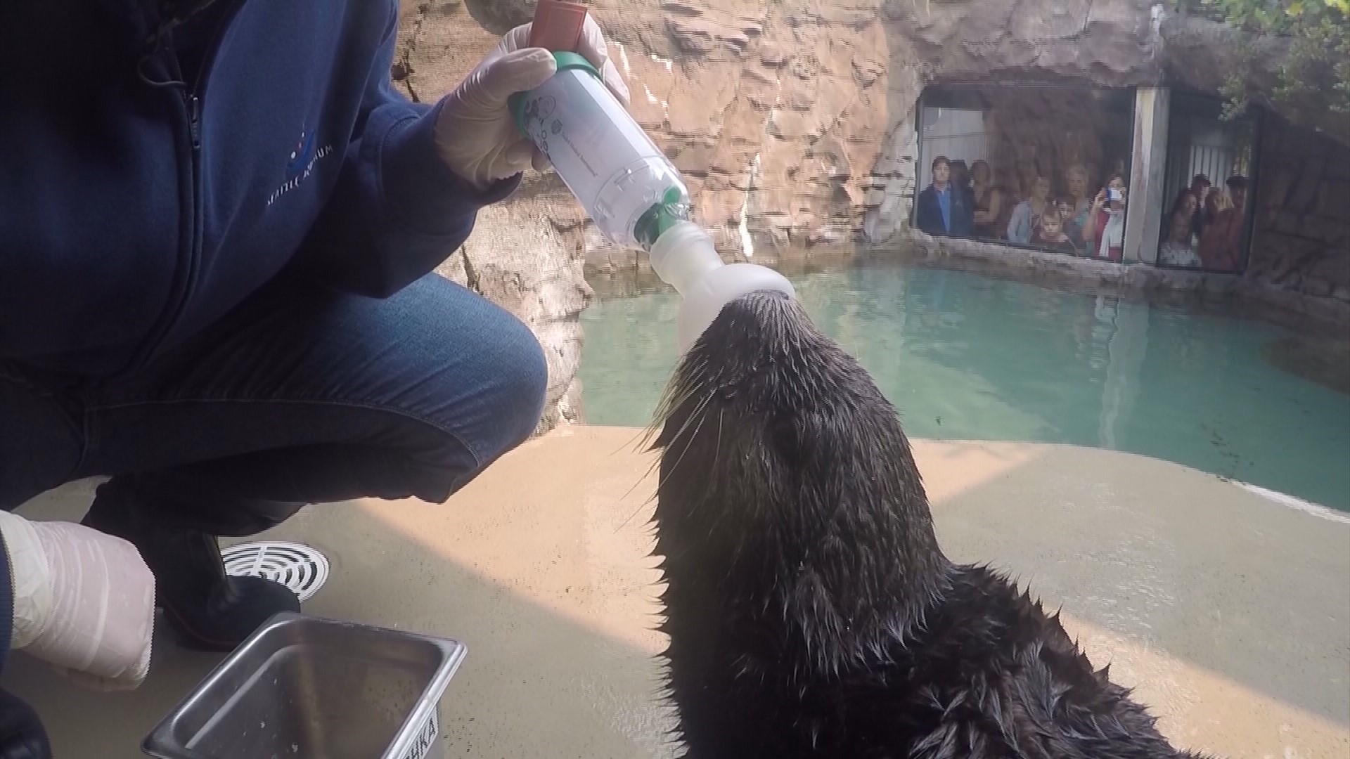 Asthmatic sea otter at Seattle Aquarium masters her inhaler | king5.com
