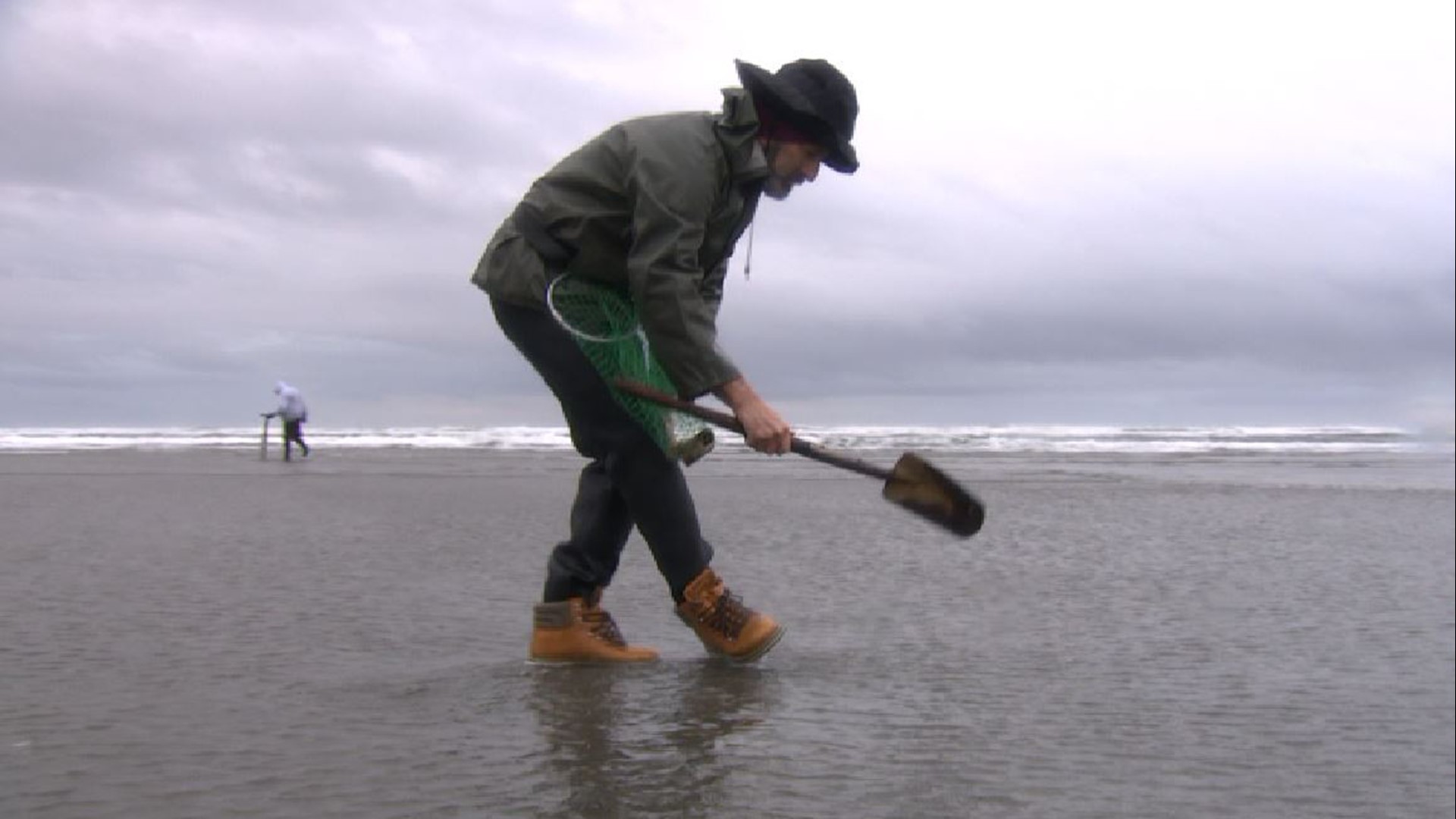 Shell Guide Washington Razor clam digs approved for Washington coast this weekend | king5.com