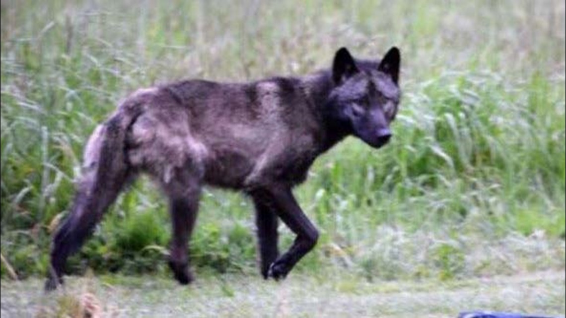 Conservation Groups Divide Over Killing Of Washington Wolves | King5.com