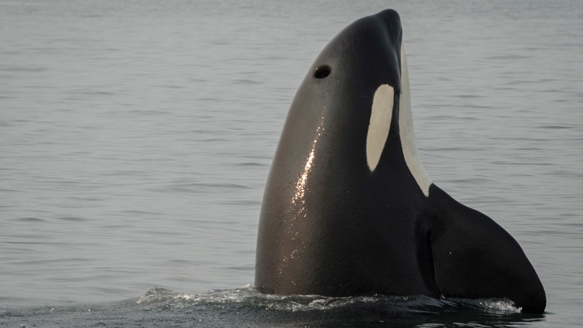 74 Southern Resident Orcas Remaining Is A Misleading Tally King5 Com