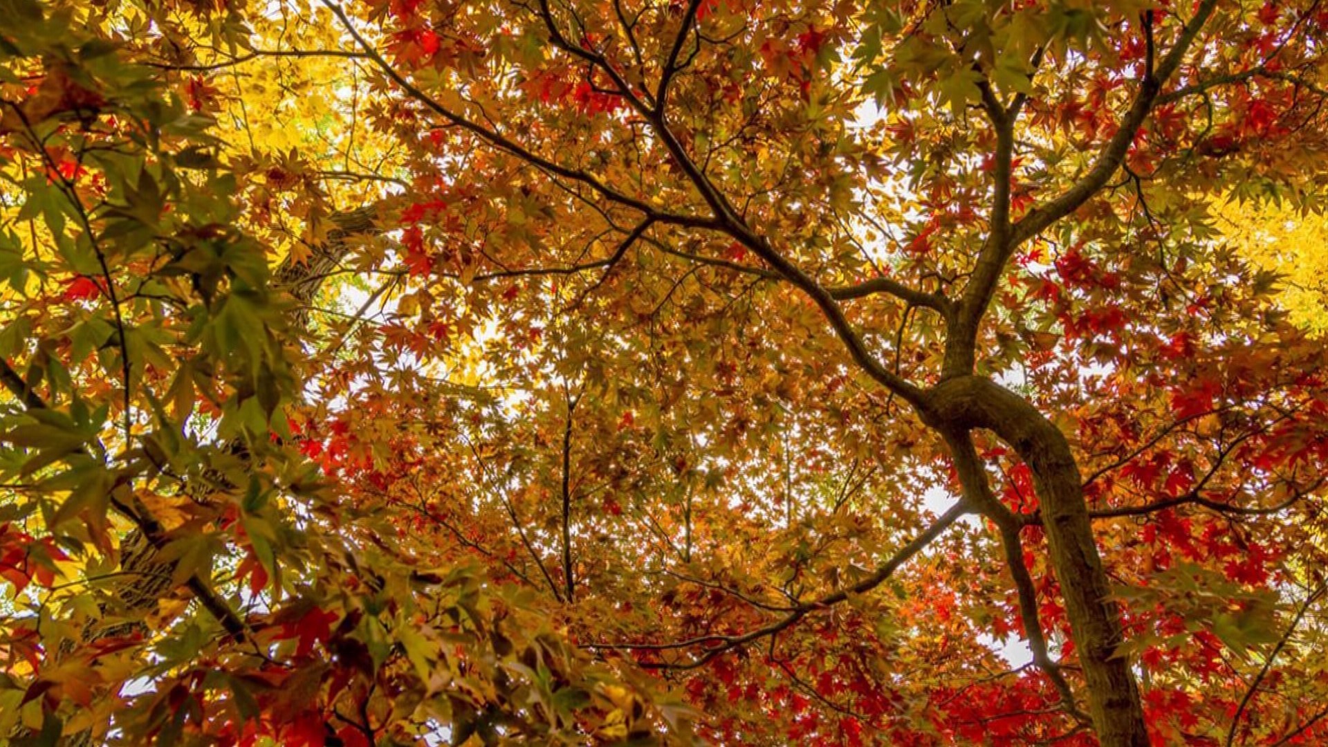 Length of day, temperature, and amount of sunshine all contribute to brilliant fall colors.