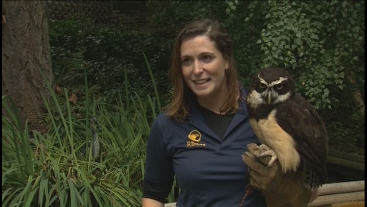 Hold a hawk and help birds of prey at The Raptors in Cowichan B.C ...