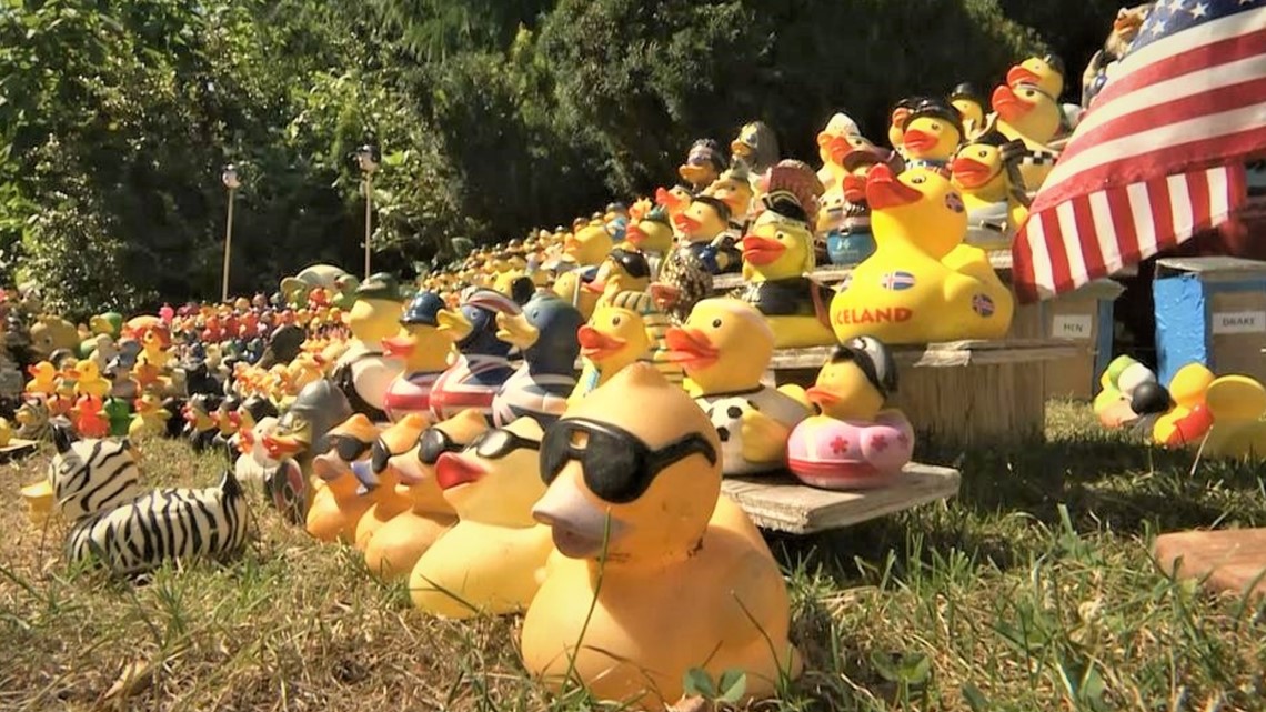 Ducks flock to this Seattle yard, no matter the season - KING 5 Evening