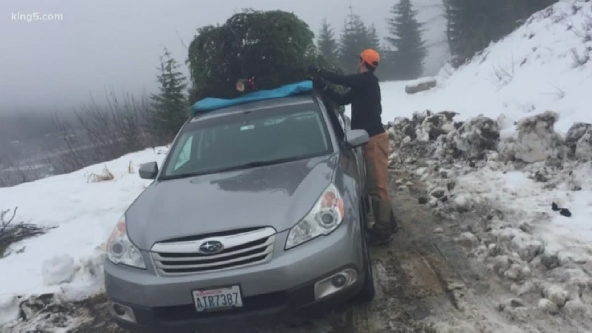 KING 5 Meteorologist Ben Dery shows you the legal way to cut your own Christmas tree.
