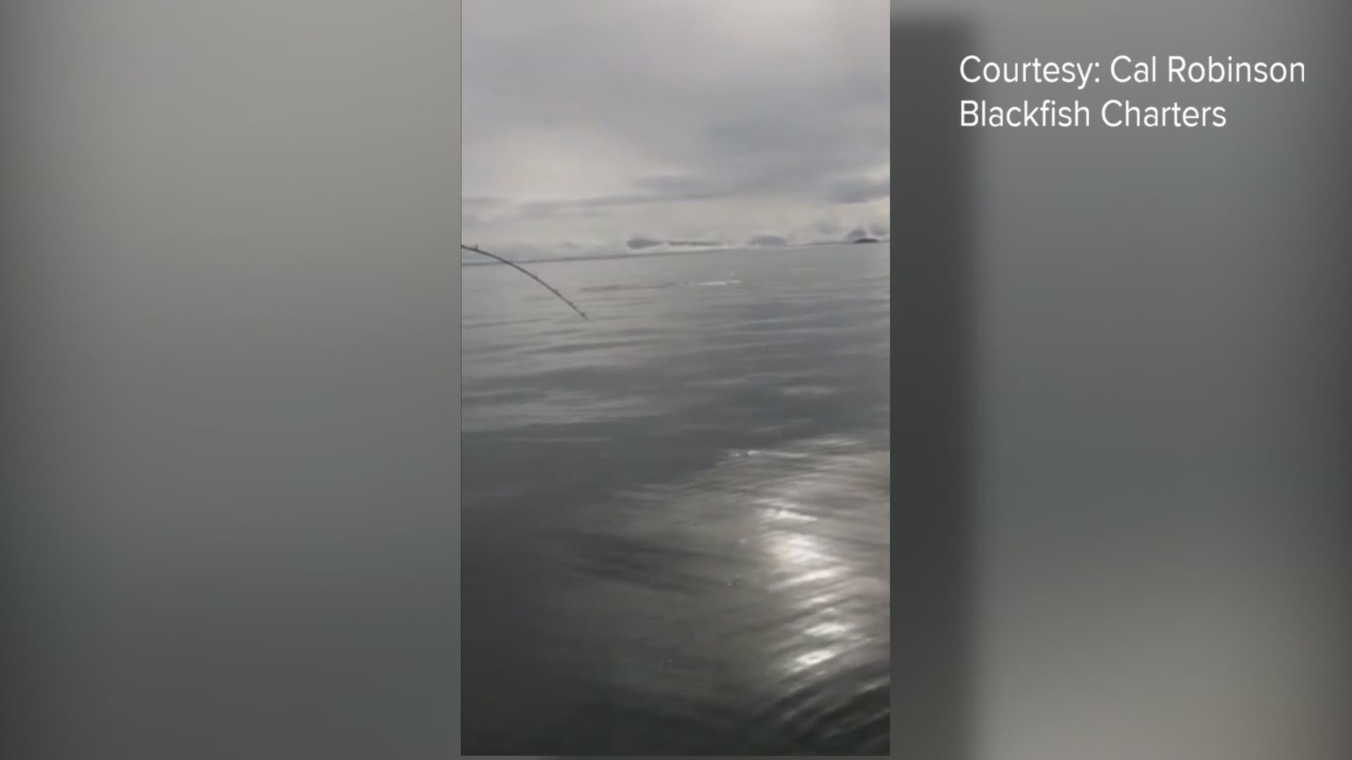A tricky orca made off with a fisherman’s salmon near Prince Rupert in British Columbia on Monday.