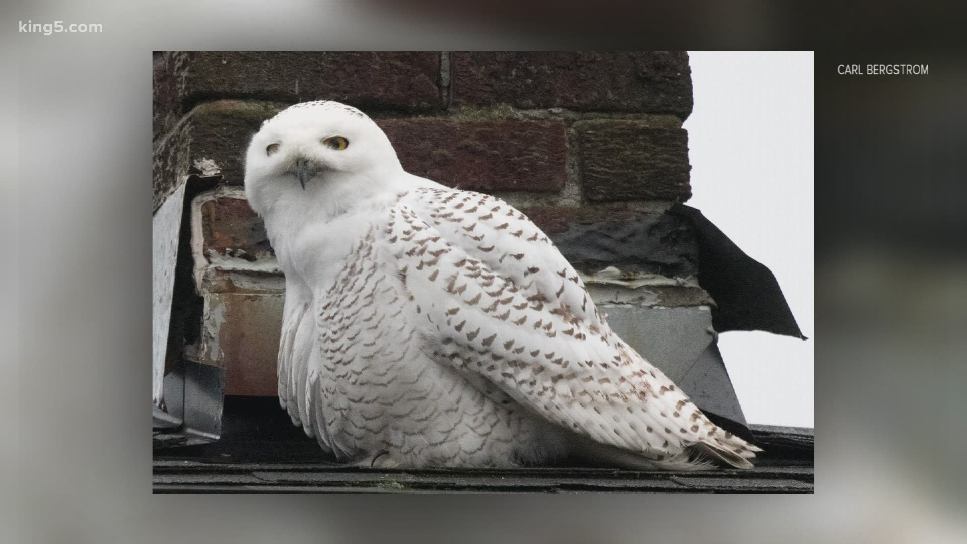 The snowy owl, rarely seen this far south, has been drawing excited crowds to Seattle's Queen Anne neighborhood.
